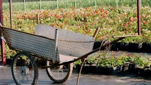 Garden Cart On The Background Of A Plantation Of Rose Bushes. Floristry, Gardening, Flower Business, Horticulture.