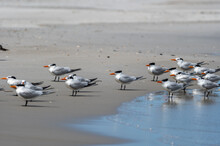 Royal Tern Flock On Beach