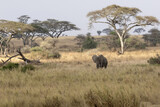 Fototapeta Sawanna - Elephant wide angle view with trees