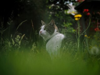 Poster - Tabby Cat in a Garden