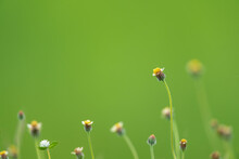 Small Yellow Grass Flowers In A Beautiful Green Background.