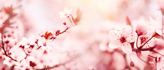 Blossoming tree outdoors on spring day. Banner design