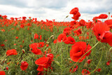 Fototapeta Kwiaty - Beautiful red poppy flowers growing in field