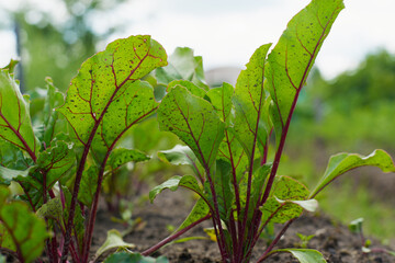 Beet root leaf. Fresh green beet leaves a Number of green young beet leaves grow in organic form. Close-up of leaves