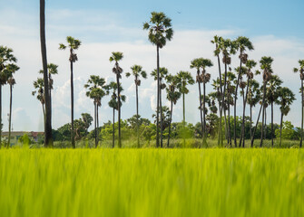 Wall Mural - Rice fields in the morning Refreshing