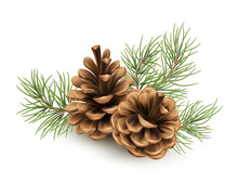 Pine Cone With A Branch Of Spruce Needles Isolated On A White Background. Realistic Vector Illustration