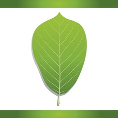 Poster - Yulan magnolia leaf