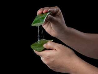 Canvas Print - Hand holding aloe vera plant,gel from a leaf of Aloe Vera cactus