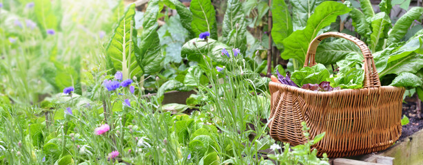 Wall Mural - fresh vegetables in a wicker basket among green leaf and flowers in a vegetable garden