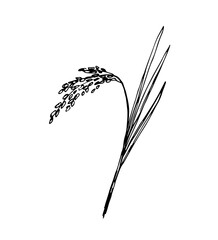 Hand-drawn simple vector illustration in black outline. Spikelet of rice, cereal, organic plant cultivation, seasonal harvest agriculture. Food, bread, flour. For labels, shop, market.