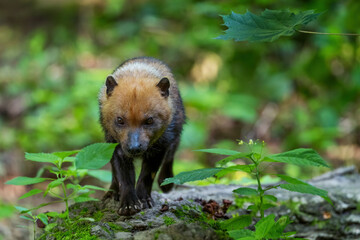 Wall Mural - Bush Dog - Speothos venaticus, small shy wild dog from South American forests, Ecuador.