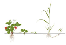 Differences Propagation Of Strawberries And Quackgrass