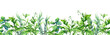 © zzorik - Green grass, wild plants, meadow herbs, summer field. Floral border. Watercolor stripe