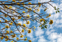 Branches Of Blooming Yellow Plumeria Tree On The Background Of Blue Sky With White Clouds, Bali, Indonesia. With Space.