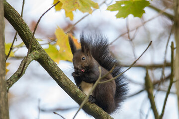european brown squirrel in summer coat on a branch in the forest