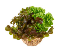 Lettuce Assortment Growing In One Pot Isolated On White Background