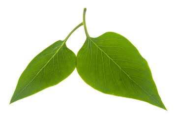 Wall Mural - Green leaves Isolated on a white background