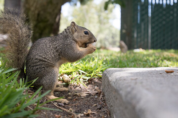 Squirrel