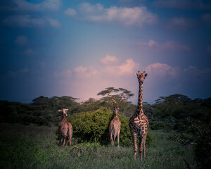 giraffe in the savannah