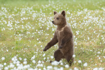 Wall Mural - Brown bear cub (Ursus arctos) standing on its hind legs in the middle of the cotton grass on a Finnish bog