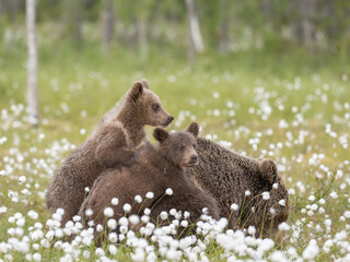 Wall Mural - Two bear cubs lying on their mother in the middle of the cotton grass on a Finnish bog