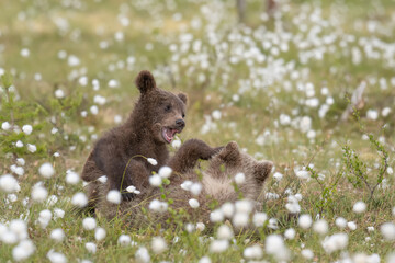 Wall Mural - Two Brown bear cubs playing in the middle of the cotton grass on a Finnish bog