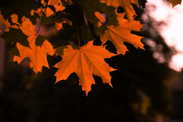 Wall Mural - red maple leaves on the branches