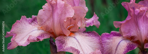 Beautiful pink iris flowers grow in the garden.