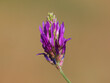 Milkvetch purple flower, Astragalus onobrychis
