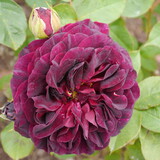 Fototapeta Kwiaty - Purple Flowering MUNSTEAD WOOD rose