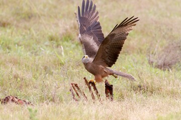 Poster - Beautiful shot of a steppe eagle with stretched wings getting ready to take flight from a field