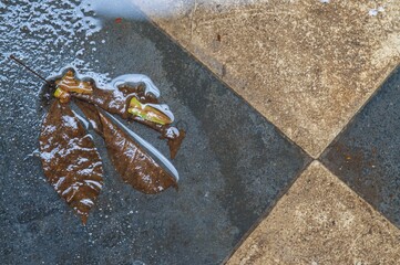 Overhead shot of yellow wet leaf on the ground during the rainy weather