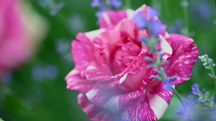 Fotomurales - Rose with blurry lavender outdoors