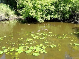 Ducks on the river with leaves from water lilies. Beautiful green beach with trees. Stock image illustration.