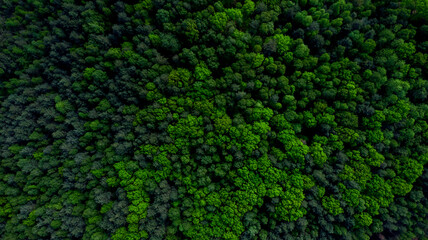 Pine Tree Woodland Aerial Drone View
