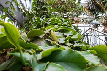 Sticker - Closeup shot of exotic green-leaved plants growing near a staircase