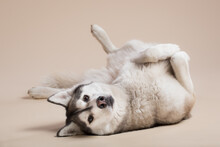 Isolated Siberian Husky Dog Lying Upside Down On The Floor  In The Studio On A Beige Brown Background Paper Looking At The Camera Tilting Her Head