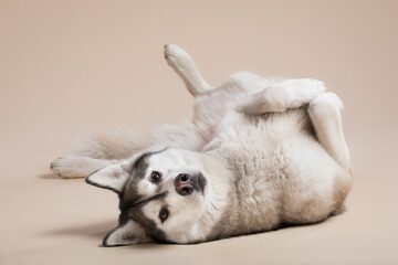 isolated siberian husky dog lying upside down on the floor  in the studio on a beige brown background paper looking at the camera tilting her head