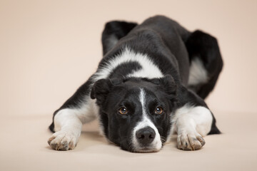 isolated black and white border collie lying down on the floor in the studio on a beige light brown background paper