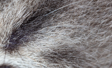 Poster - Wool of a gray cat as an abstract background.