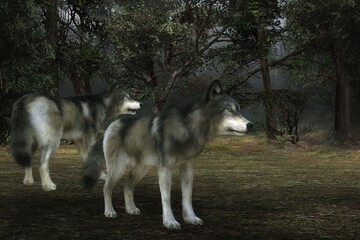 Wall Mural - 3D Rendered Fantasy Forest Landscape At Night With Two Gray Wolves - 3D Illustration