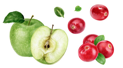 Wall Mural - Green apple cranberry watercolor illustration isolated on white background