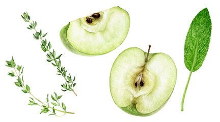 Wall Mural - Green apple sage thyme spices watercolor illustration isolated on white background