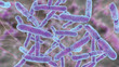 Leinwandbild Motiv Bacteria Bifidobacterium, normal flora of human intestine