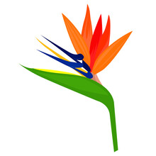 Close-up Image Of Orange Wildflower From South America, Isolated Illustration Element. Vector Illustration Of Tropical Flower Called Crane Flower, Bird Of Paradise Or Strelitzia Reginae.