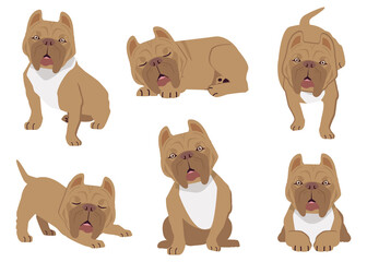 Wall Mural - The collection of american pit bull terrier in many action. Graphic resource about set of dogs american pit bull terrier for graphic, content, etc. 