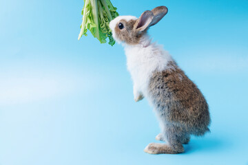 Adorable little young brown and white rabbits getting up to eating green fresh lettuce leaves on isolated blue background. Animal eat vegetable and Easter concept.