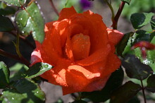 Close-up Of A Wet Orange Rose And Green Leaves