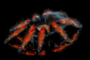 Black and red hairy spider on isolated black background with reflection. Close up big red tarantula Theraphosidae.