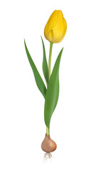 Wall Mural - Yellow tulip with flower, leaves and roots